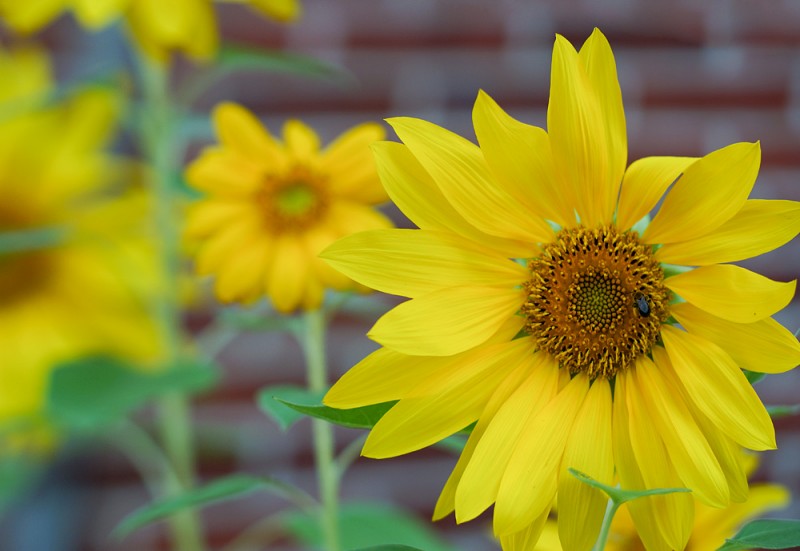 Sony NEX-6 with Pentax FA* 85