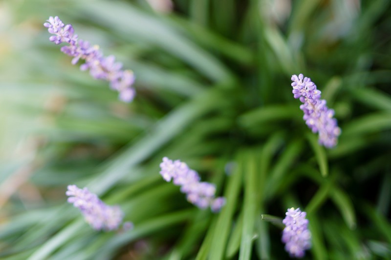 Sony NEX-6 with Pentax FA* 85