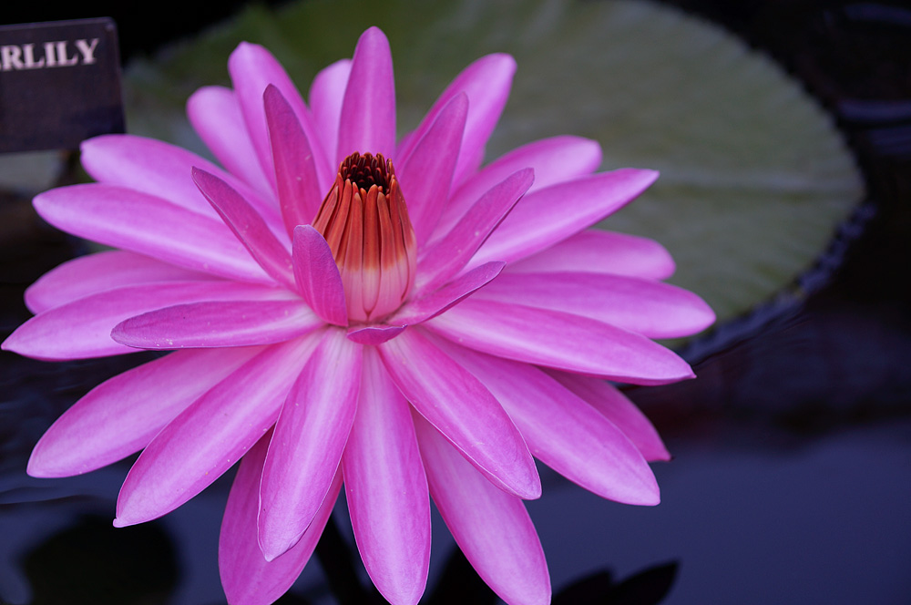 Lily with Super-Multi-Coated Takumar 100mm f/4 macro and Lens Turbo