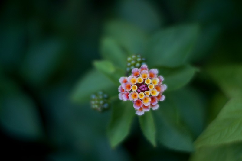 SMC Takumar 50mm f/1.4 and Lens Turbo