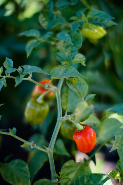 Hot peppers with SMC Takumar 50mm f/1.4 and Lens Turbo