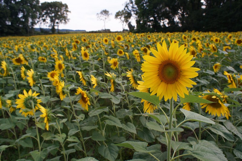 Sunflower with Lens Turbo and SMC Takumar 24/3.5