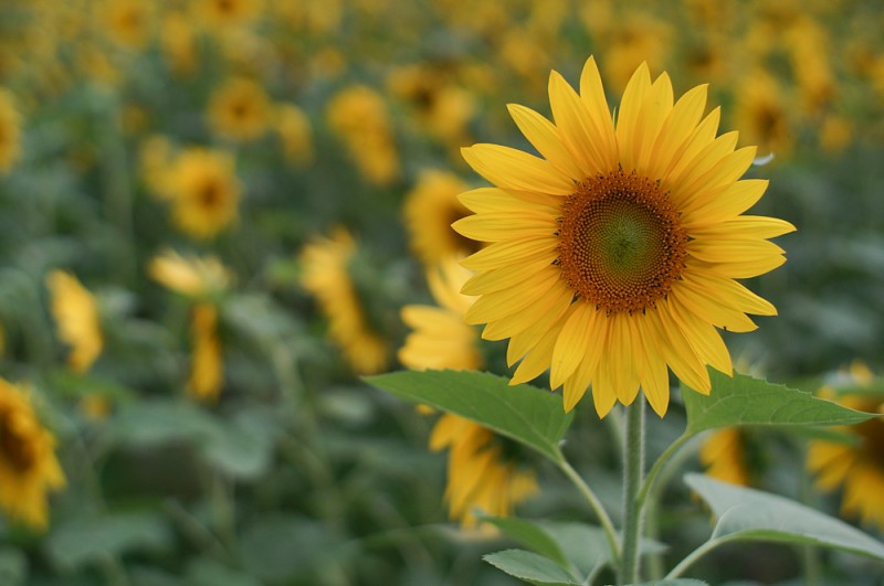 Sunflower with Lens Turbo and SMC Takumar 50/1.4