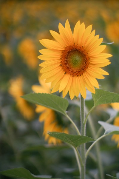 Sunflower with Lens Turbo and SMC Takumar 85/.18