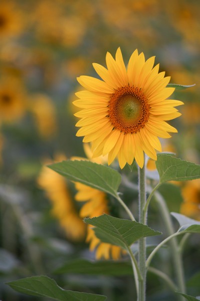 Sunflower with Lens Turbo and SMC Takumar 135/2.5