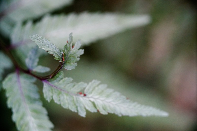 Painted Fern with the SMC Macro-Takumar 100mm f/4