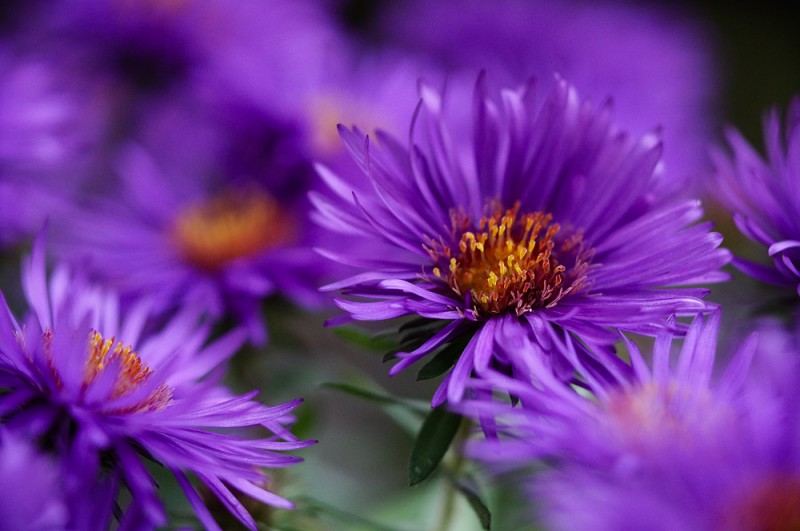 Aster with the SMC Macro-Takumar 100mm f/4