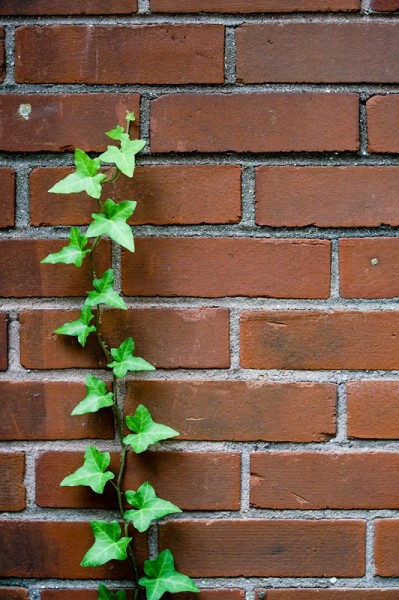 Ivy with the SMC Macro-Takumar 100mm f/4