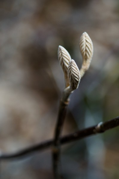 Spring was just starting at the lower elevations.