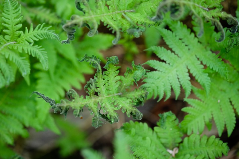 New ferns on the trail to Wright Peak