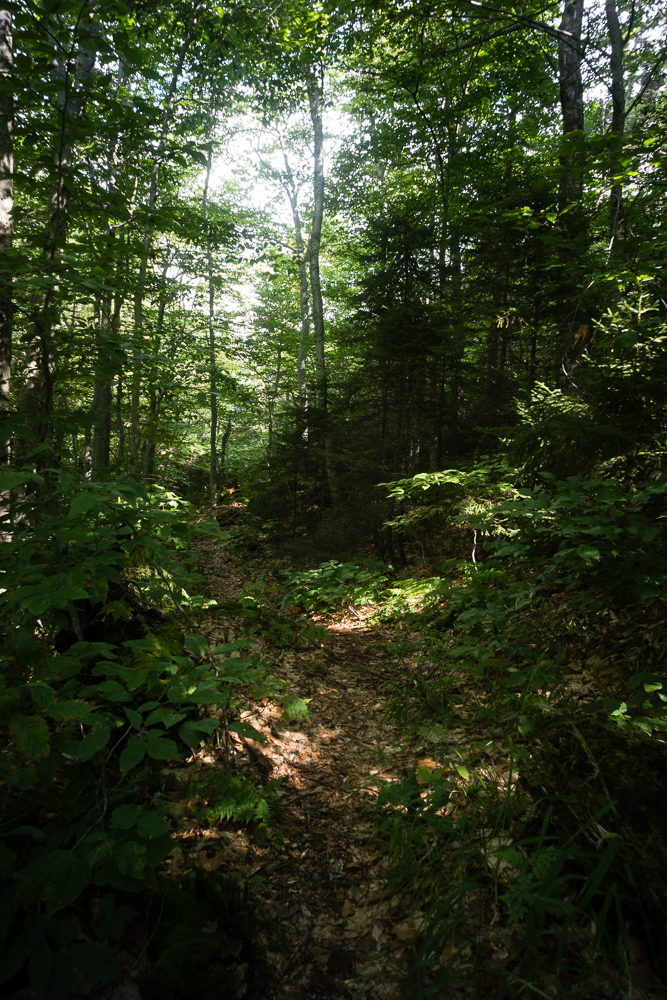 The lush Warden's Camp trail to Sawteeth, Adirondack Park, New York.