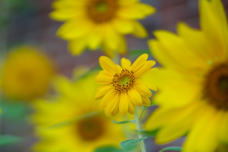 Sony NEX-6 with Pentax FA* 85