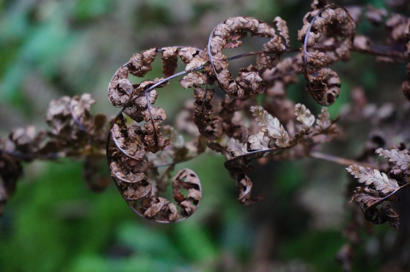 Fern getting ready for Autumn