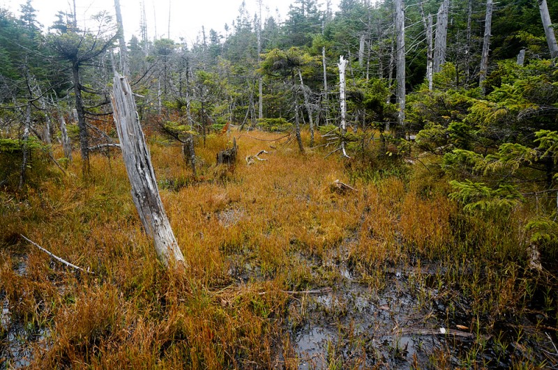 The swamp on the way to Couchsachraga