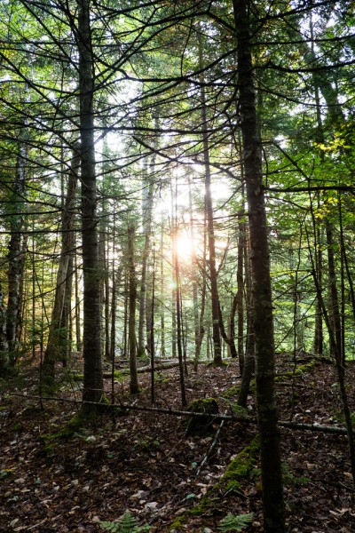 Early morning sunshine on the Phelps Trail to Haystack/Marcy from the Johns Brook Lodge.