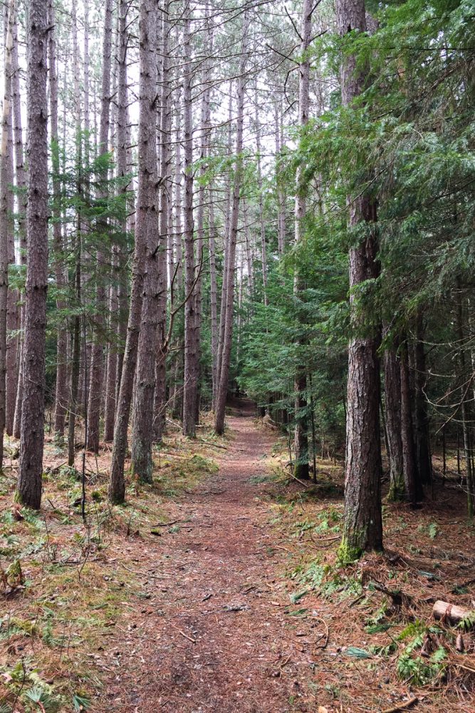 Lower trail to Mt. Van Hoevenberg